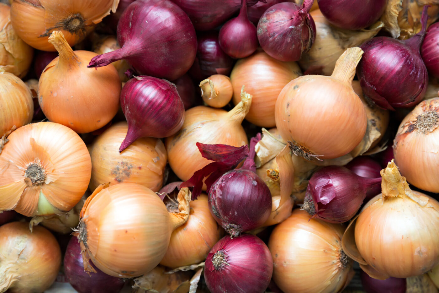 types of onions: fresh yellow and red onions