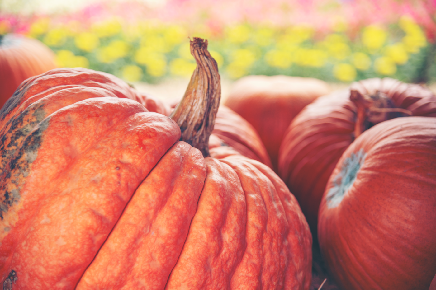 atlantic giant pumpkin (2)