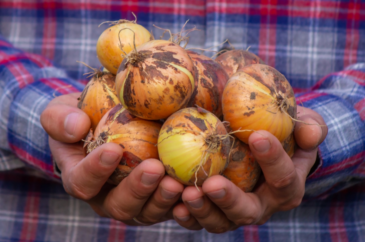 sweet onions in farmers hands