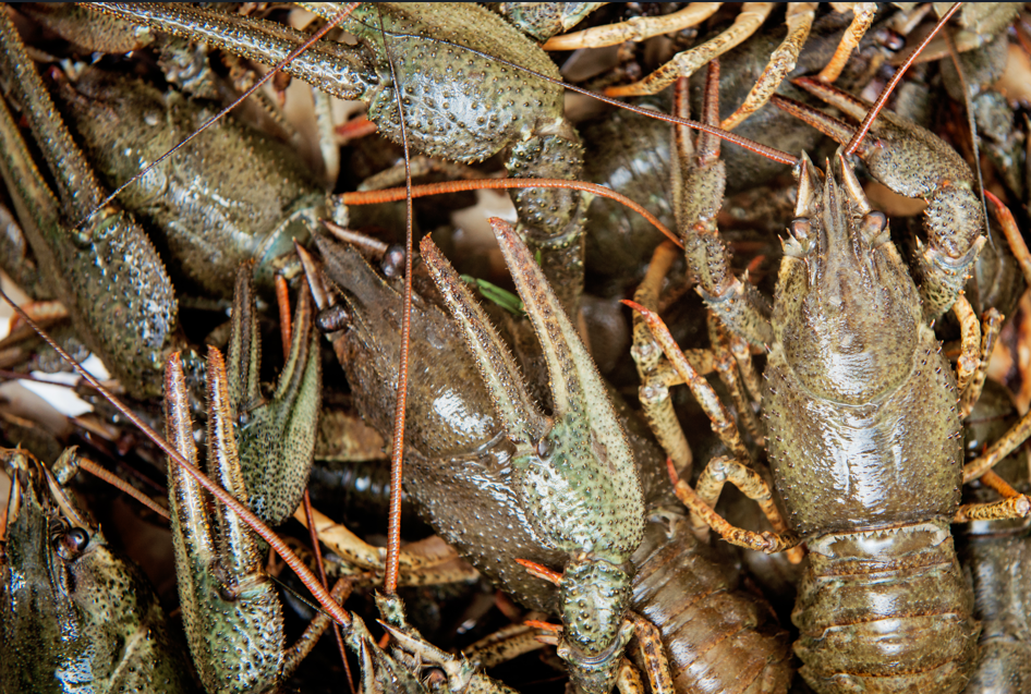 Whole Crawfish